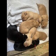 Labrador Retriever - Both