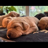 Labrador Retriever - Both