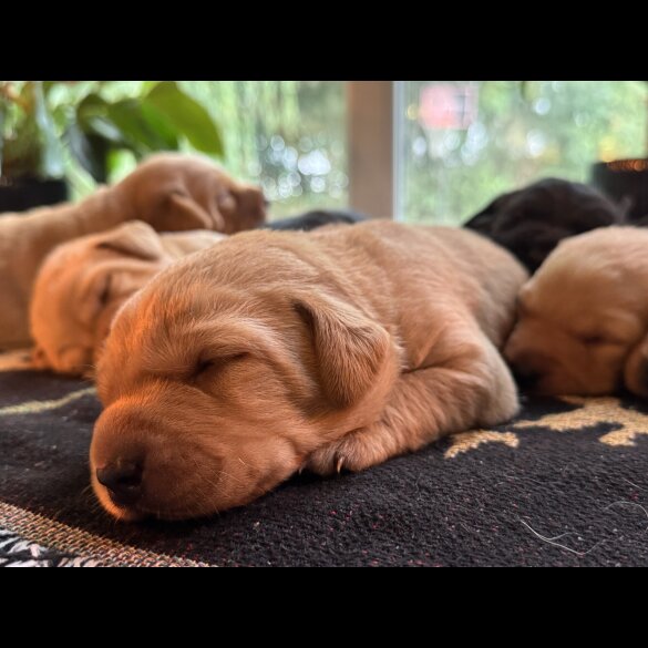 Labrador Retriever - Both