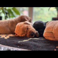 Labrador Retriever - Both