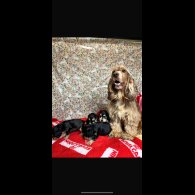 Cocker Spaniel (Working &amp; Show) - Both