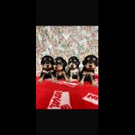 Cocker Spaniel (Working &amp; Show) - Both