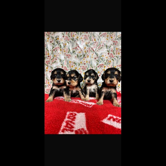 Cocker Spaniel (Working &amp; Show) - Both