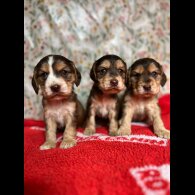Cocker Spaniel (Working &amp; Show) - Both