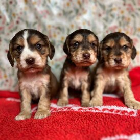 Cocker Spaniel (Working &amp; Show) - Both