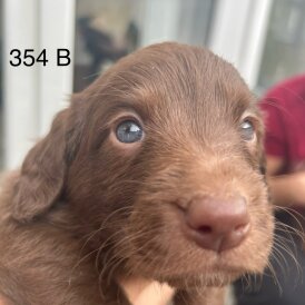 Labradoodle - Both
