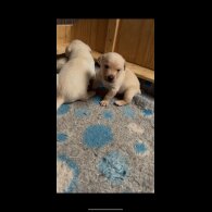 Labrador Retriever - Dogs