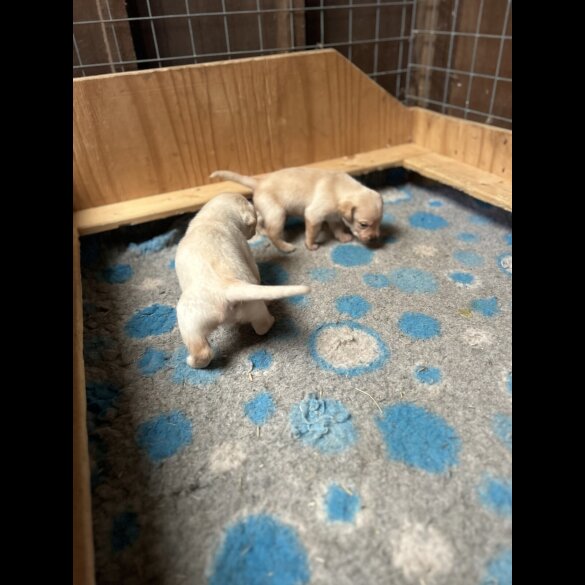 Labrador Retriever - Dogs