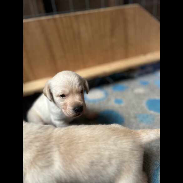 Labrador Retriever - Dogs