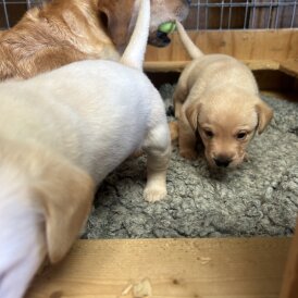 Labrador Retriever - Dogs
