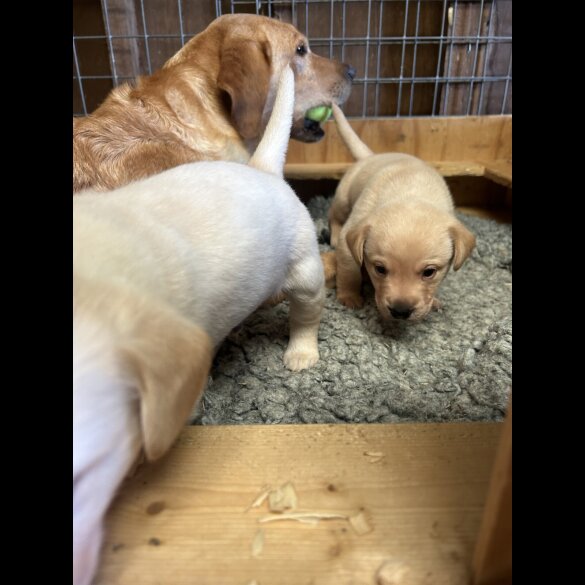 Labrador Retriever - Dogs