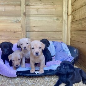 Labrador Retriever - Both