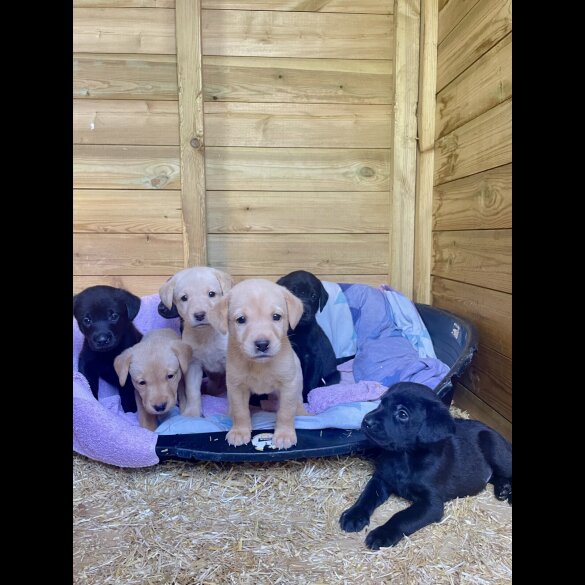 Labrador Retriever - Both