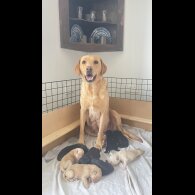 Labrador Retriever - Both