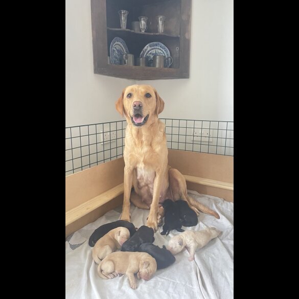 Labrador Retriever - Both