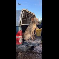 Labrador Retriever - Both