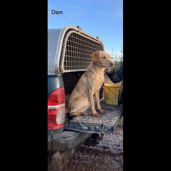 Labrador Retriever - Both