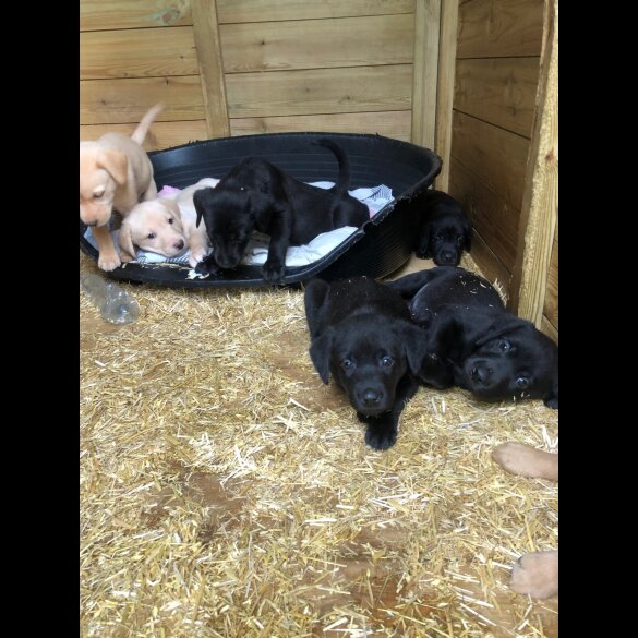 Labrador Retriever - Both
