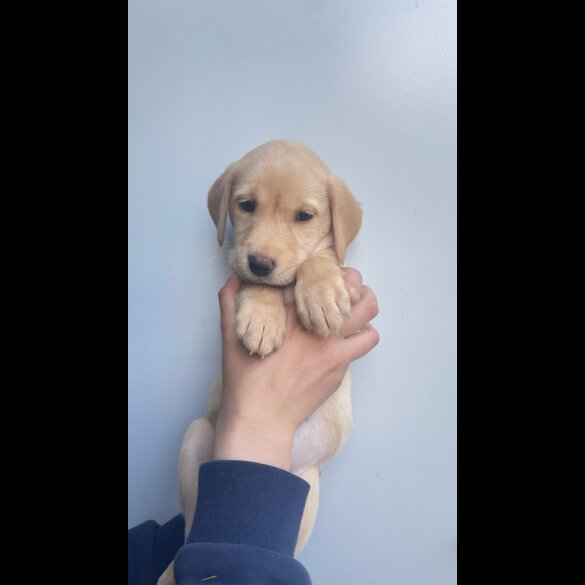 Labrador Retriever - Both