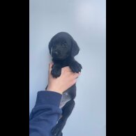 Labrador Retriever - Both