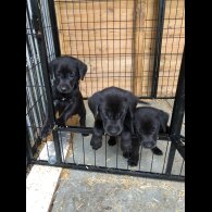 Labrador Retriever - Both