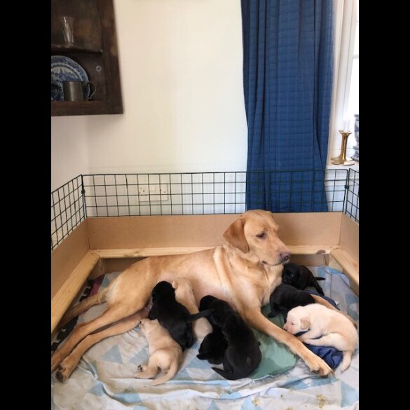 Labrador Retriever - Both