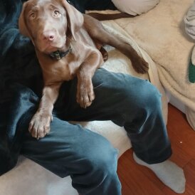 Labrador Retriever - Dogs