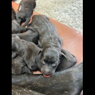 Labrador Retriever - Both