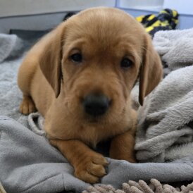 Labrador Retriever - Both
