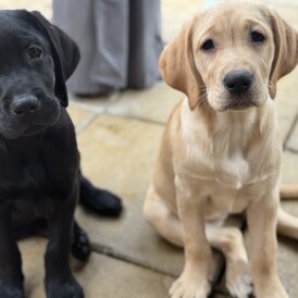 Labrador Retriever - Both