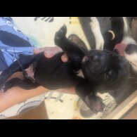 Labrador Retriever - Both