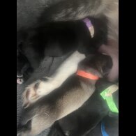 Labrador Retriever - Both