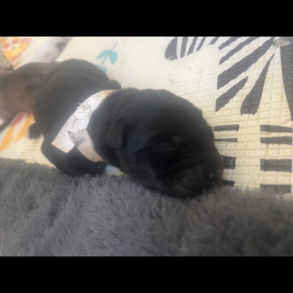 Labrador Retriever - Both