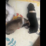 Labrador Retriever - Both