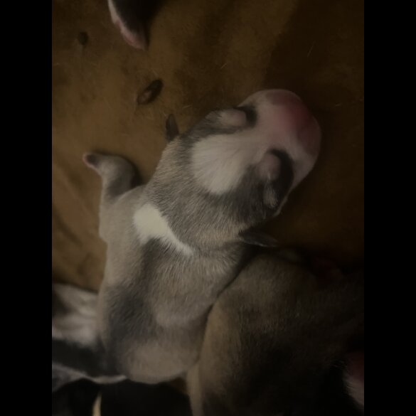 Labrador Retriever - Both