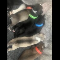 Labrador Retriever - Both
