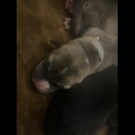 Labrador Retriever - Both