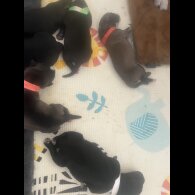 Labrador Retriever - Both