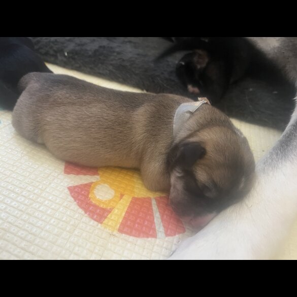 Labrador Retriever - Both