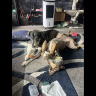 Labrador Retriever - Both