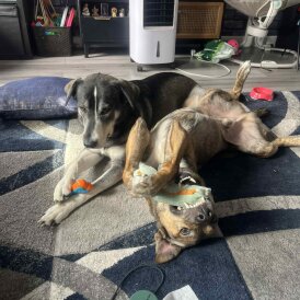 Labrador Retriever - Both