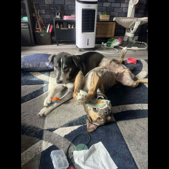 Labrador Retriever - Both