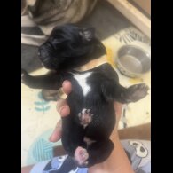 Labrador Retriever - Both