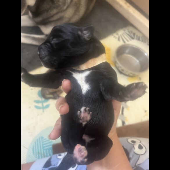 Labrador Retriever - Both