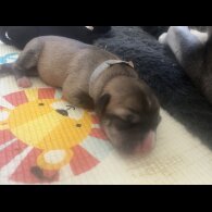 Labrador Retriever - Both