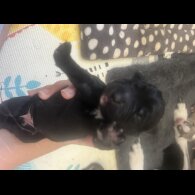 Labrador Retriever - Both