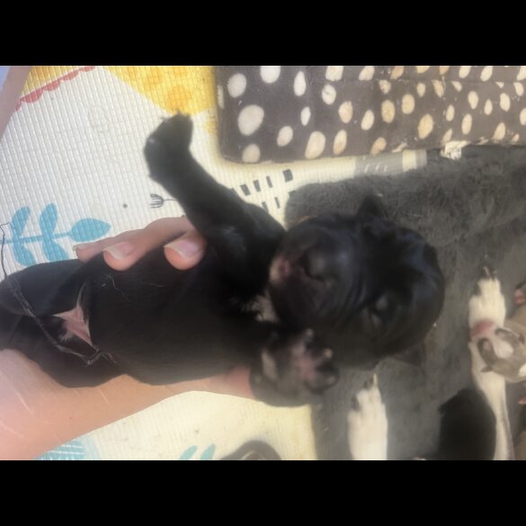 Labrador Retriever - Both