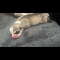 Labrador Retriever - Both