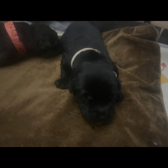 Labrador Retriever - Both