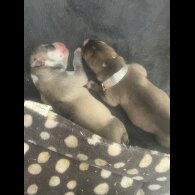 Labrador Retriever - Both